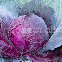 Капуста краснокочанная Рэд Джевел F1 250шт Капуста краснокочанная Рэд Джевел F1 250шт