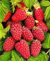 малина похвалинка малина похвалинка