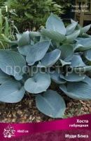 Хоста гибридная Муди Блюз Хоста гибридная Муди Блюз