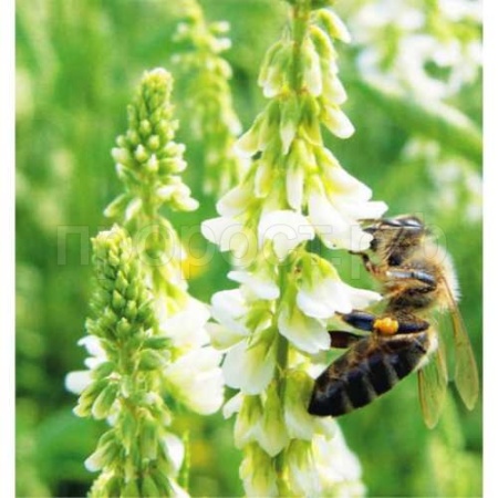 З.У. Донник белый двухлетний 1 кг. (10шт/уп)