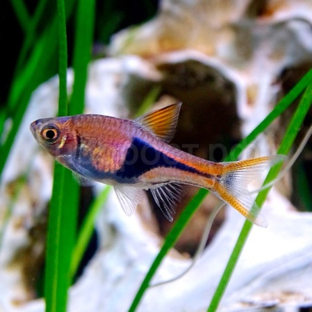 Расбора клиновидная M