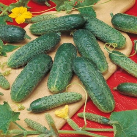 Огурец Астерикс F1 250шт