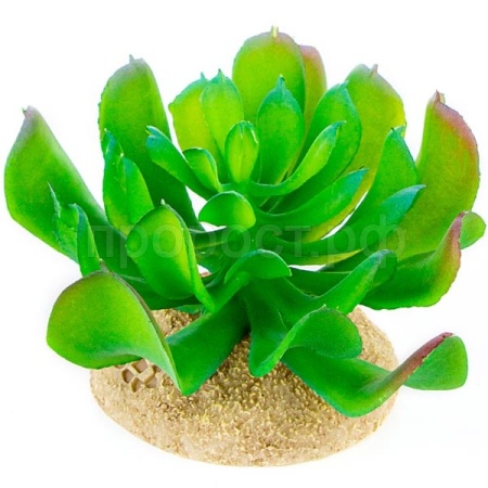 Растение TERRA DELLA Эхеверия маленькая светло-зелёное 8.5x8.5x6.5см (Нидерланды)