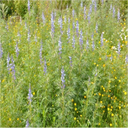 Семена люпина узколистного 0,5 кг