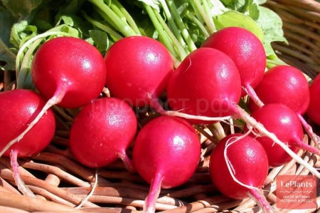 Редис Жара 10г