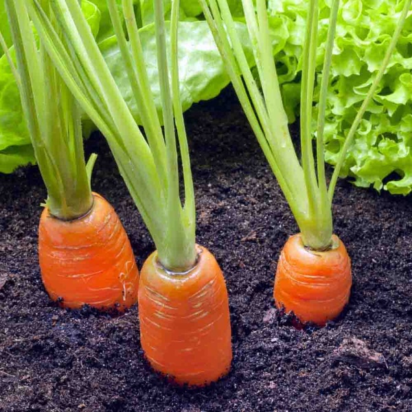 Морковь Московская зимняя А 515 2г