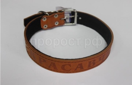 Ошейник кожа 35мм 1слойный прямой с надписью 60-65см/110004