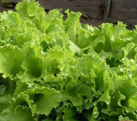 Салат Кучерявец Одесский 10г