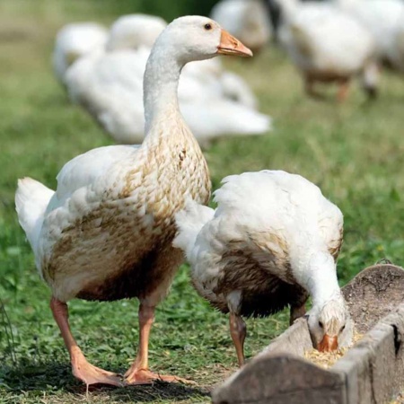 Ракушка для птиц 200гр ДОБРОЖИЛ