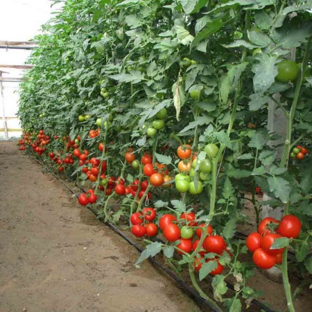 Томат Волгоградский 5/95 0,2г