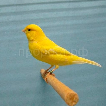 Птица Кенар стандарт мальчик